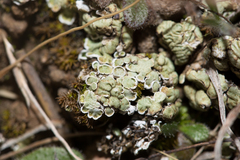 Squamarina cartilaginea