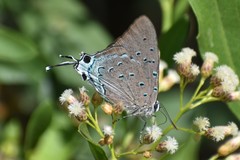 Pseudolycaena