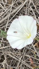 Micralictoides ruficaudus