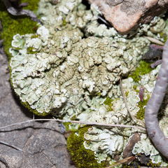 Squamarina cartilaginea