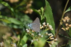 Pseudolycaena