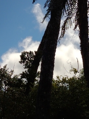 Metrosideros fulgens