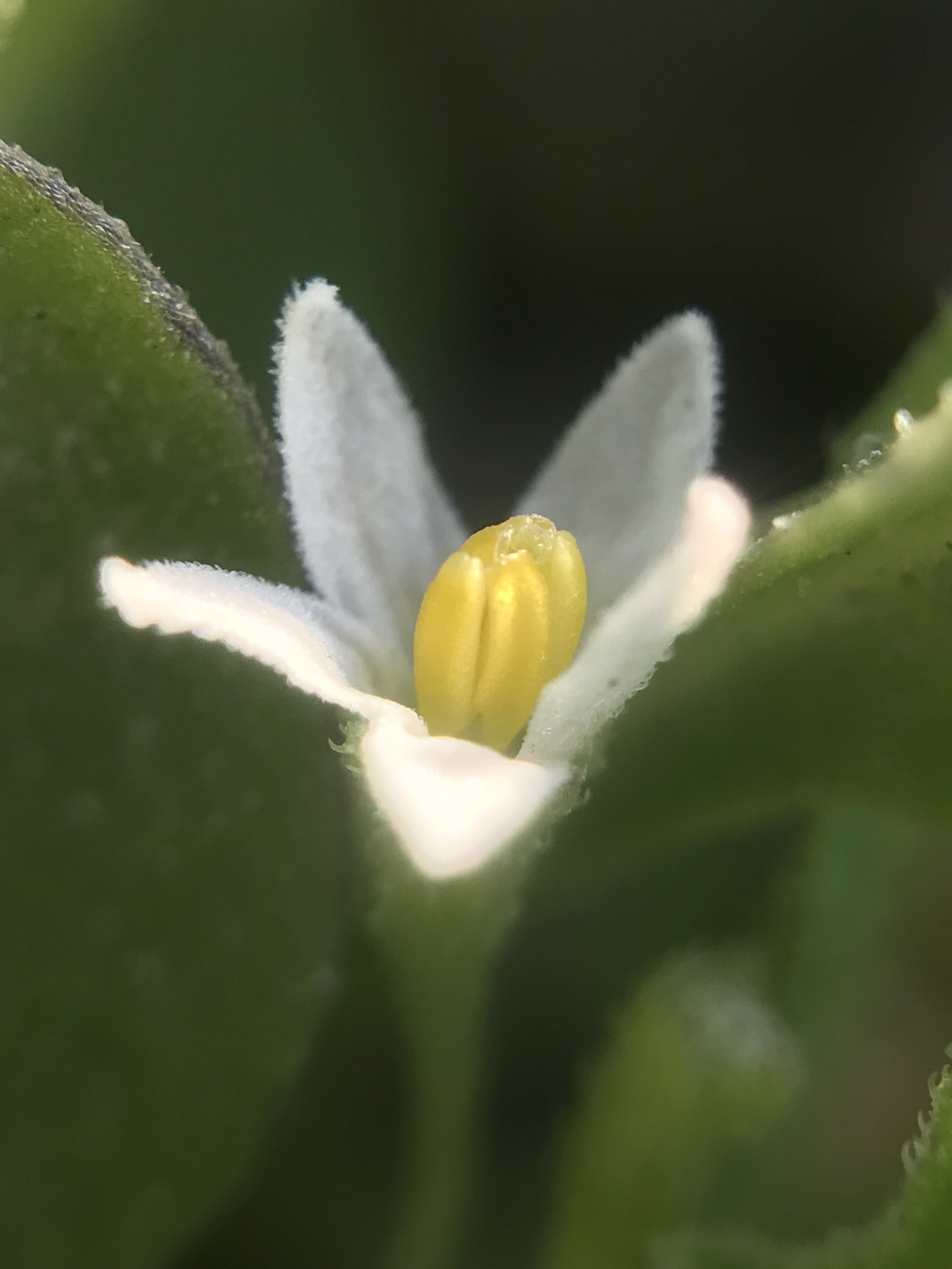 Imagem de Solanum sanfurgoi não possui um nome popular amplamente reconhecido no Brasil