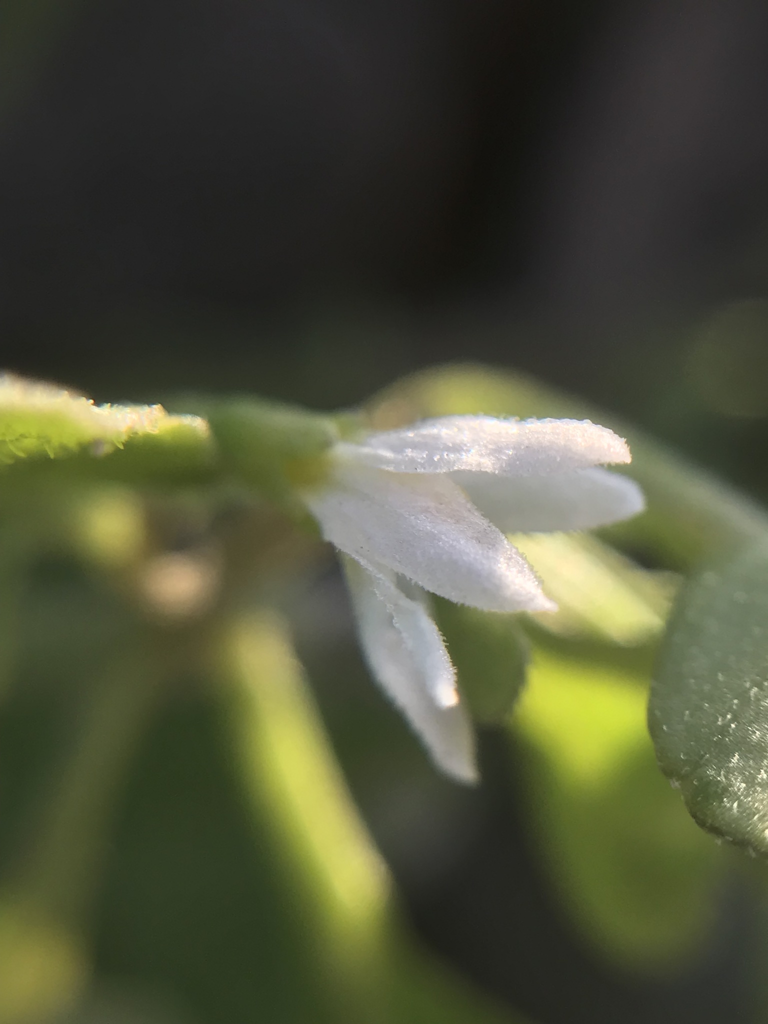 Imagem de Solanum sanfurgoi não possui um nome popular amplamente reconhecido no Brasil