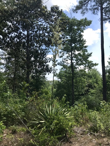 Yucca cernua