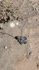 Atrichoseris platyphylla