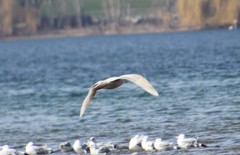 Larus hyperboreus