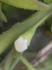 Solanum sanfurgoi