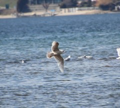 Larus hyperboreus