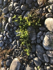 Solanum sanfurgoi
