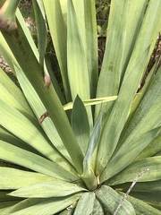 Yucca cernua