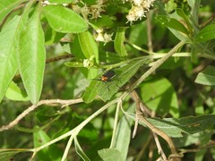 Oncopeltus luctuosus
