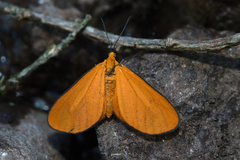 Eudulophasia invaria