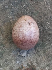 Troglodytes aedon chilensis