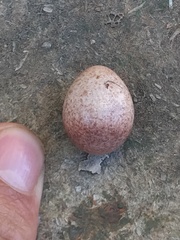 Troglodytes aedon chilensis