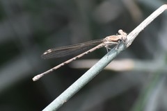 Argia inculta