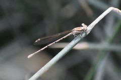 Argia inculta