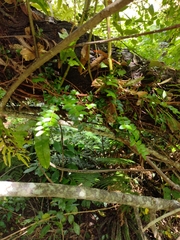 Metrosideros perforata