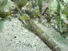 Vanacampus margaritifer