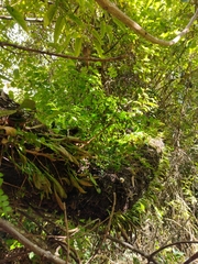 Metrosideros perforata