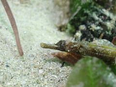 Vanacampus margaritifer