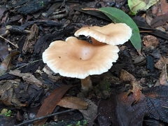 Singerocybe