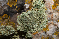 Squamarina cartilaginea