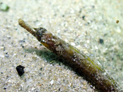 Vanacampus margaritifer