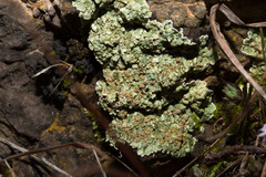 Squamarina cartilaginea