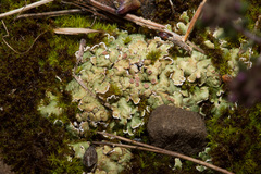 Squamarina cartilaginea