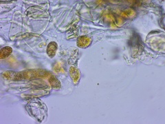 Gymnosporangium effusum