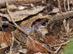 Platymantis corrugatus