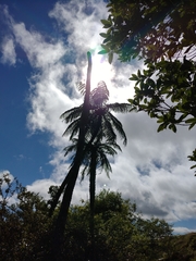 Cyathea medullaris