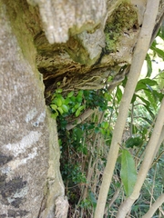 Metrosideros fulgens