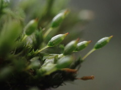 Orthotrichum consimile