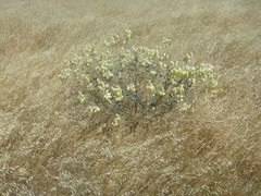 Astragalus asymmetricus