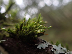 Orthotrichum consimile
