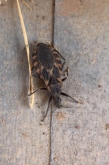 Triatoma sanguisuga