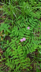 Mimosa microphylla