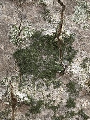 Scoliciosporum chlorococcum