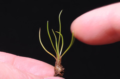 Isoetes orcuttii
