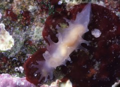 Tritonicula myrakeenae