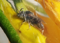 Ancyloscelis apiformis