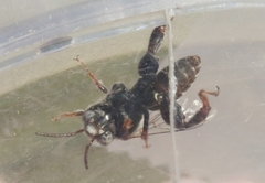 Ancyloscelis apiformis