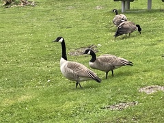 Branta canadensis