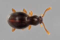 Brachycepsis