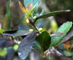 Ilex vomitoria image