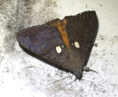 Oxyodes tricolor