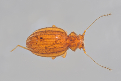 Dasycerus carolinensis