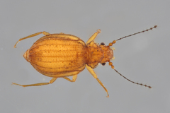Dasycerus concolor